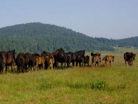 Bosanski brdski konji gladni i zaboravljeni: Da li će preživjeti zimu?