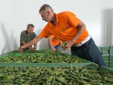 Istočna Ilidža: Projekat uzgoja krastavaca kornišona