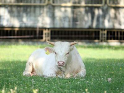 U Sloveniji živi krava Luca, najstarija krava u Europi