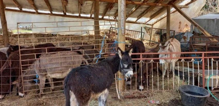 Magareće mlijeko iz Gruda osvaja Evropu