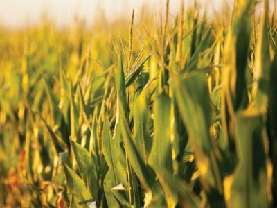 Je li Europa ipak kapitulirala i pustila GMO na svoje tržište?