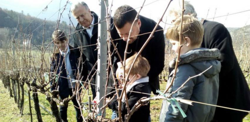 U vinogradima "Vukoje" završena ovogodišnja rezidba prvih čokota