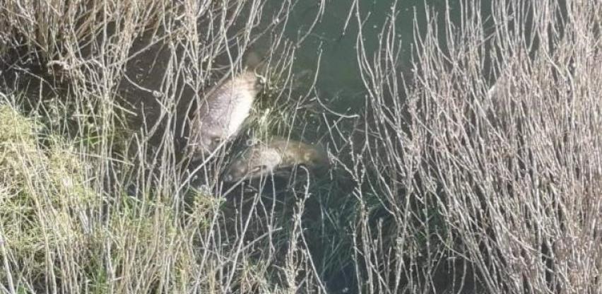 Pomor ribe u Buškom jezeru, na terenu i inspektori