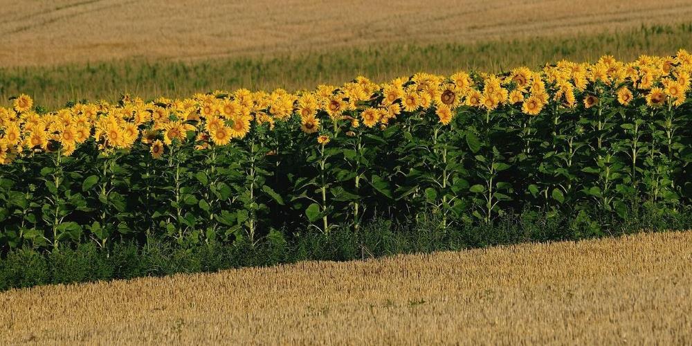 suncokret