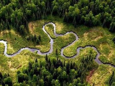 Izumiranje prijeti polovici svih vrsta drveća u Amazoni