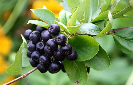Aronija krči sebi put u RS-u: Planirana izgradnja fabrike za preradu