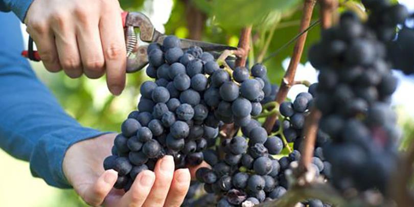 vino