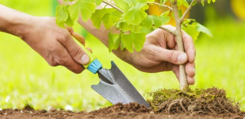 Sadnja velikih šuma za spas klime može i štetiti