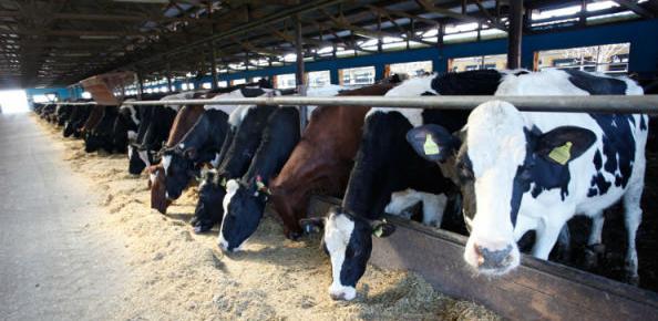 Završena prodaja: Novi kupci u "Farmlandu" do 15. marta