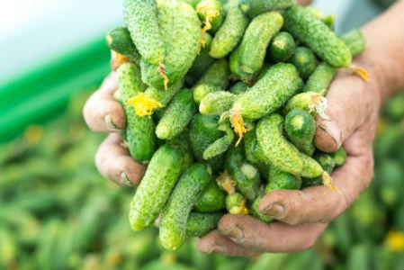 Agrona ove sezone očekuje otkup od preko 5.000 tona kornišona