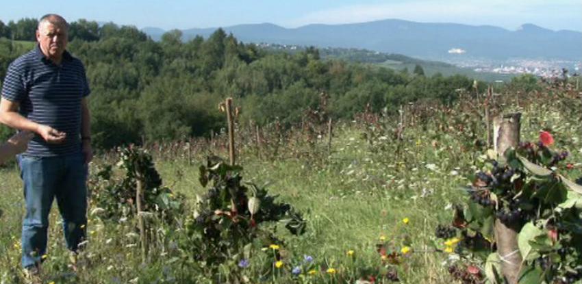 Poznati rukometni trener u projektu proizvodnje aronije i borovnice