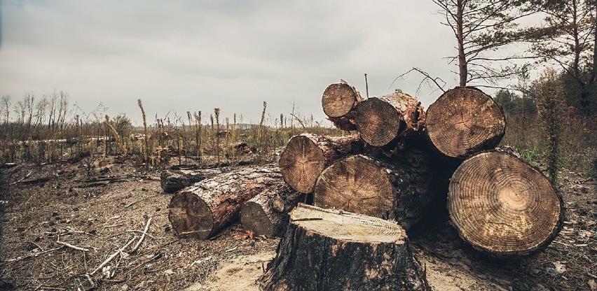 U pustošenje šuma uključeni i oni koji ih trebaju čuvati