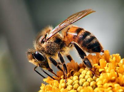 9. Međunarodni pčelarski sajam u Bjelovaru