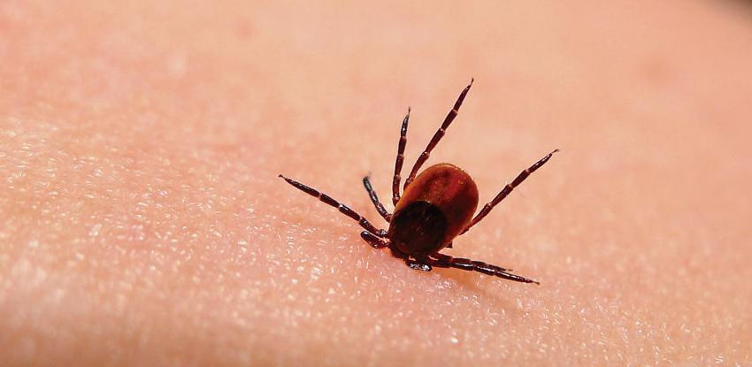 Ugriz krpelja - ljetni problem za sve koji borave u prirodi