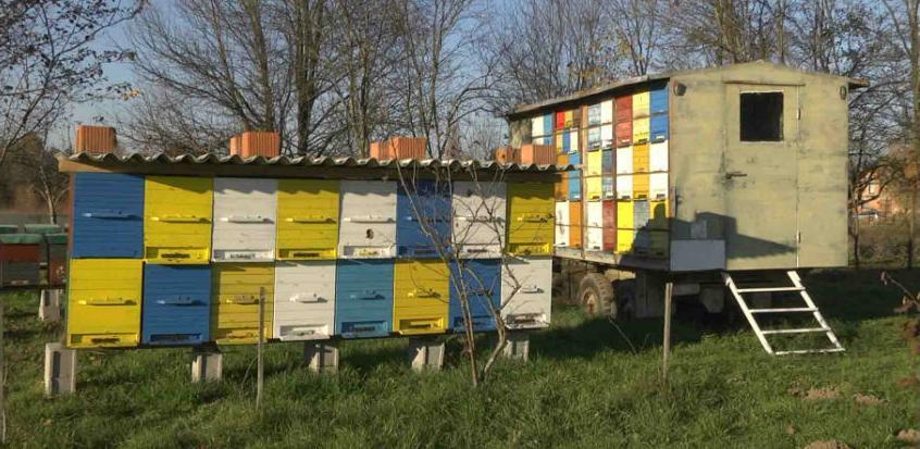 U sektoru pčelarstva u BiH postoji veliki prostor za poboljšanja