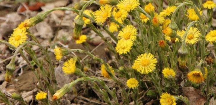 Idealan čaj tokom pandemije treba koristiti pažljivo