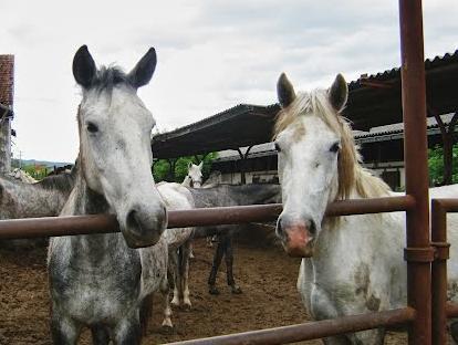 Konji i dalje čekaju kupca: Druga licitacija sutra