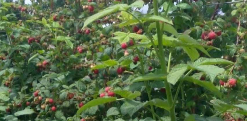 maline