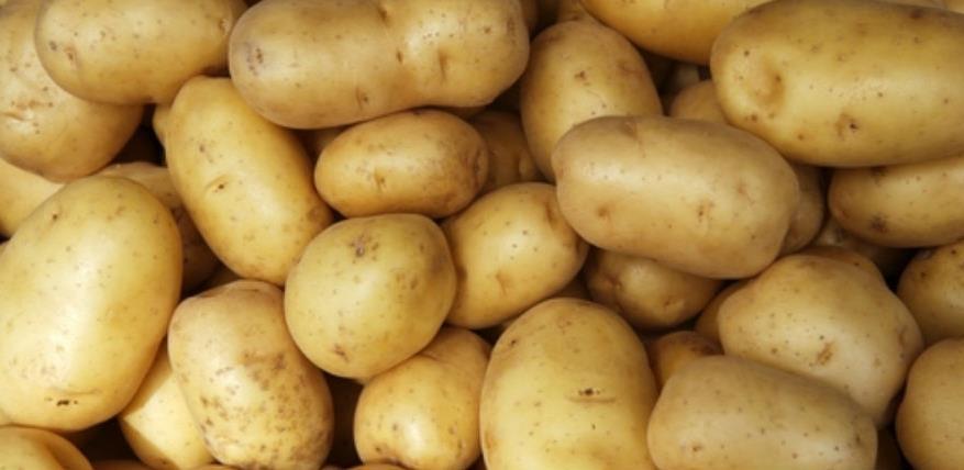 Mraz prepolovio urod mladog krompira