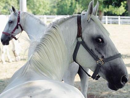 Javna prodaja lipicanera 1. marta