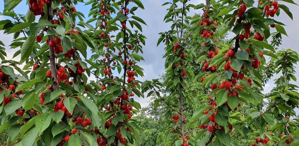 Objavljen poziv za učešće u projektu jačanje proizvodnje trešnje u Hercegovini