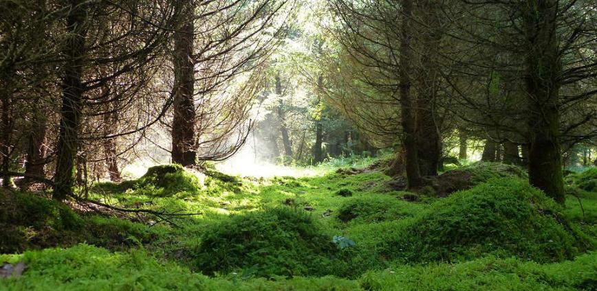 Pogledajte koji su projekti dobili finansijsku podršku u cilju zaštite prirode