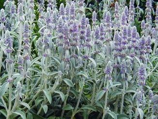 Uključite se u školu uzgoja ljekovitog i aromatičnog bilja