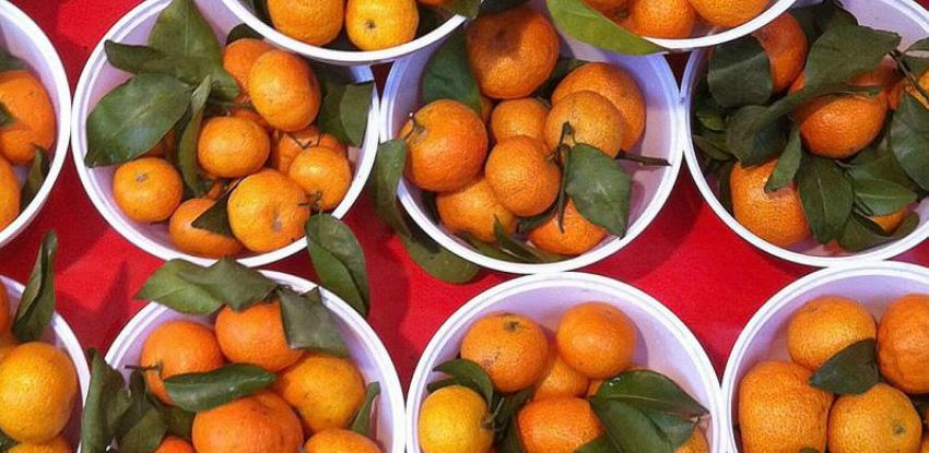 Ugrožena berba mandarina u dolini Neretve