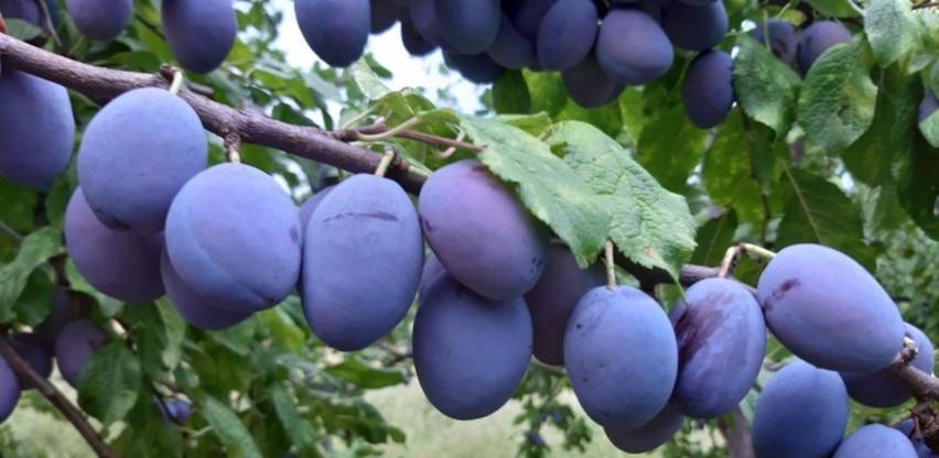 Počela berba šljiva u Rami, zasađeno oko 280 hektara