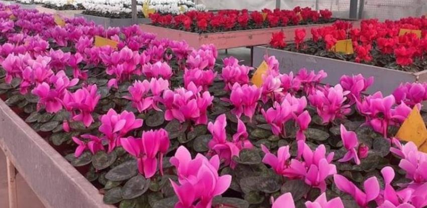 KJKP "Park": U rasadniku uzgojene ciklame, primule, karanfili...koje će krasiti sarajevske parkove