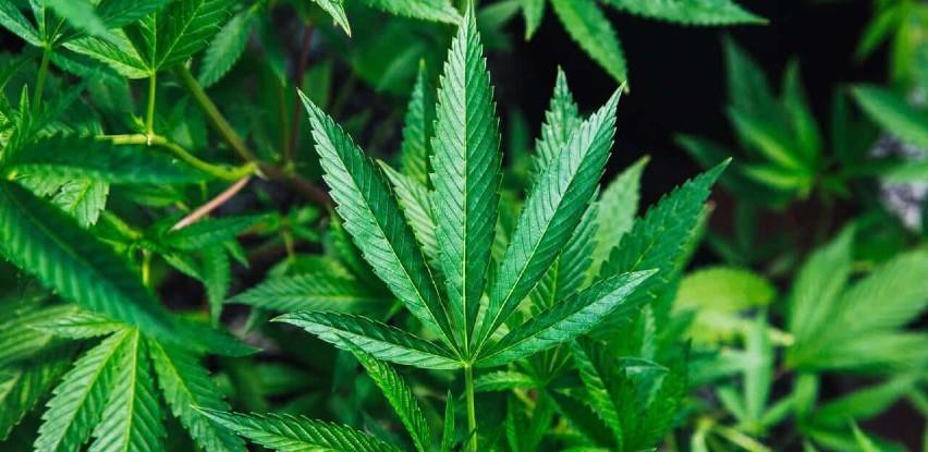 U Republici Srpskoj izdato 12 odobrenja za uzgoj industrijske konoplje