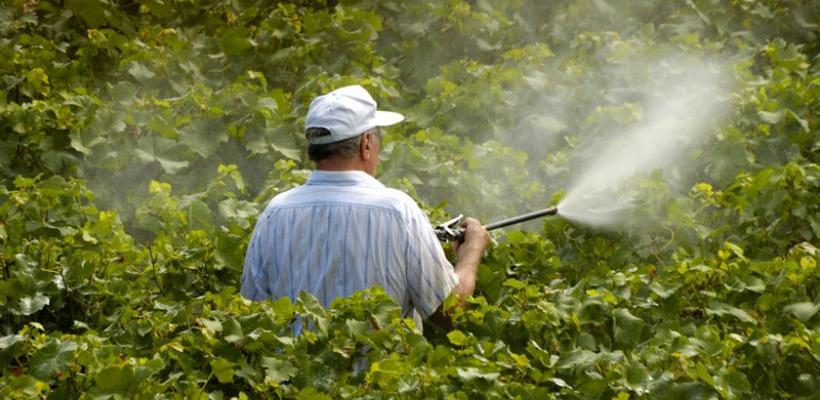 Od 195 analiziranih uzoraka četiri sadržavali ostatke pesticida