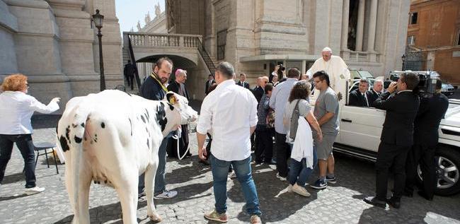 Papa dobio kravu na poklon