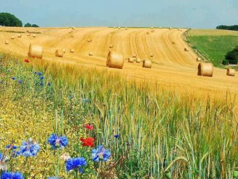 Investicija Milkosa na Farmi Spreča: Prva bh. bioenergana u pogonu 2016.