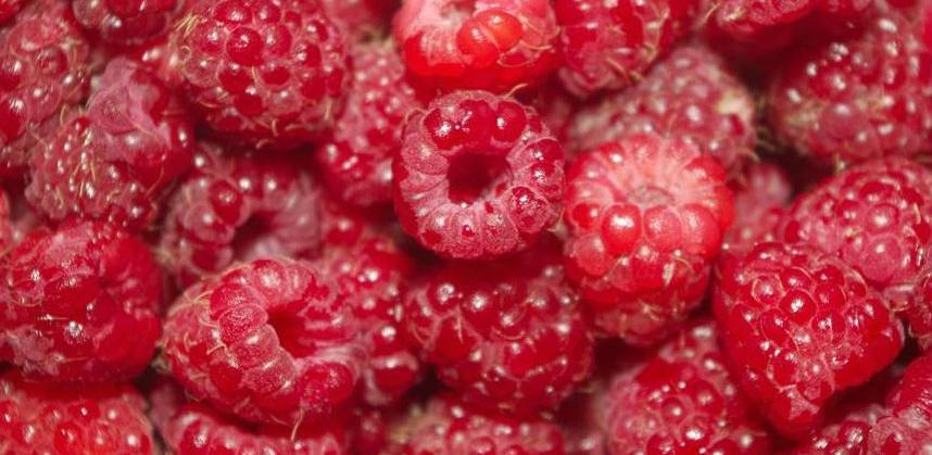 Otkupna cijena od 1 KM po kg ugušila bi proizvodnju malina