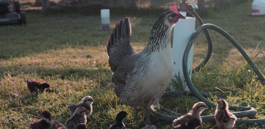 Porast proizvodnje purica i grahoraste piladi u BiH