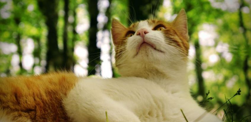 Mitovi o mačkama u koje mnogi vjeruju