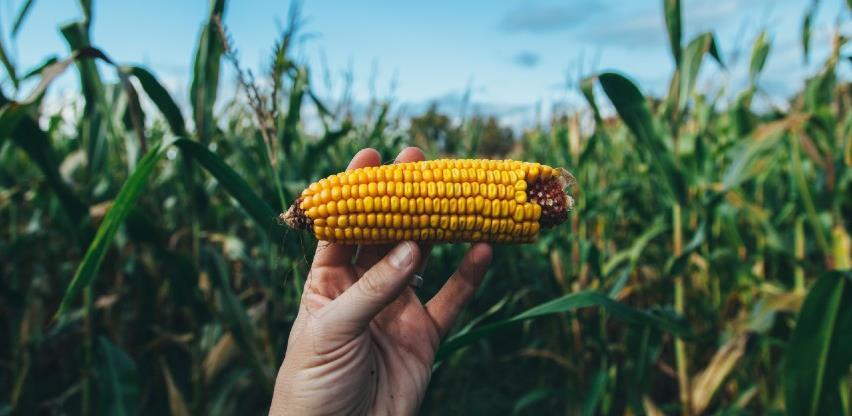 Uz prepolovljene padavine i šteta na usjevima od 30 do 70 posto