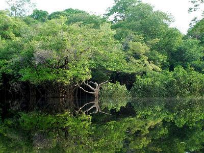 Brazil od Norveške dobio milijardu dolara za očuvanje Amazonije