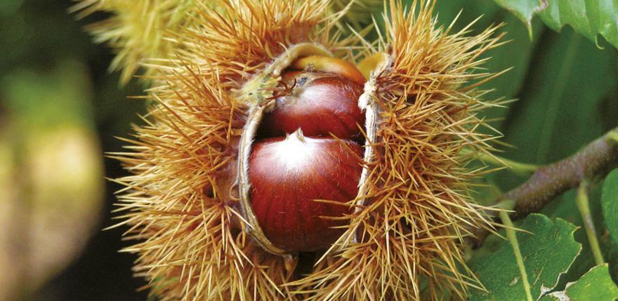 Projekt "Kesten“ glavni adut za zaštitu kestena u krajiškim šumama