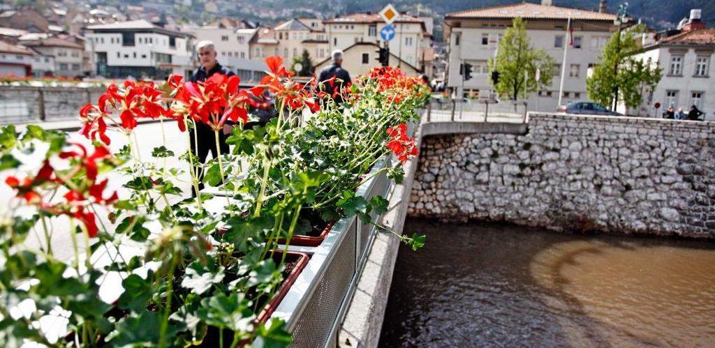 cvijeće