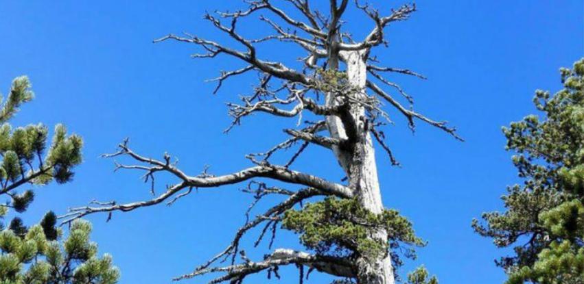Pronađeno najstarije drvo u Evropi