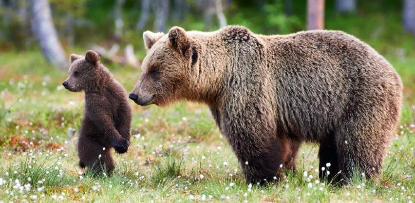 Pokrenuti važni procesi za zaštitu mrkog medvjeda u BiH