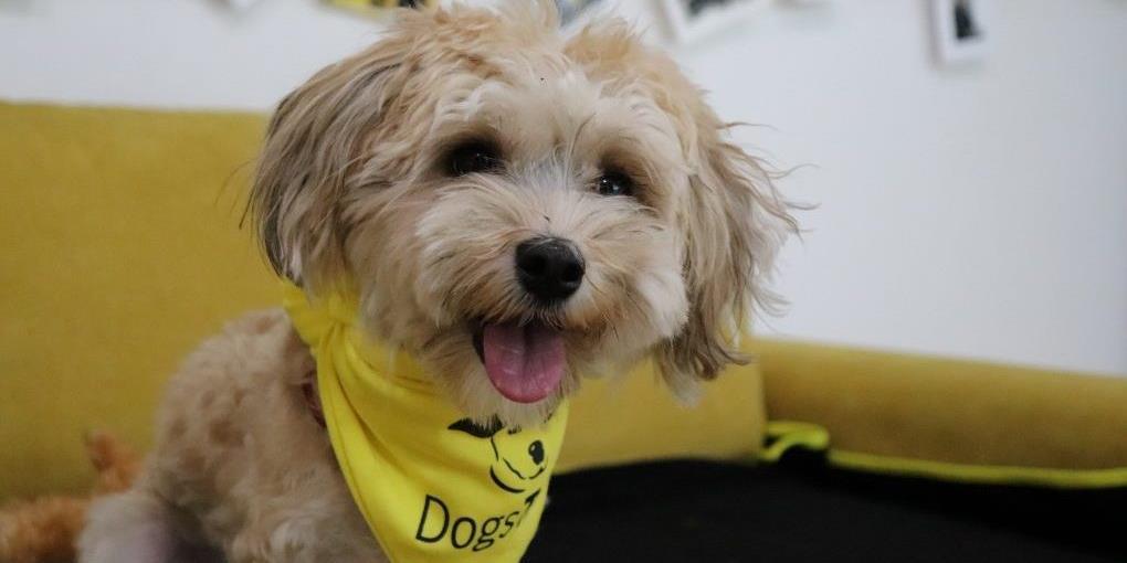 dogs trust