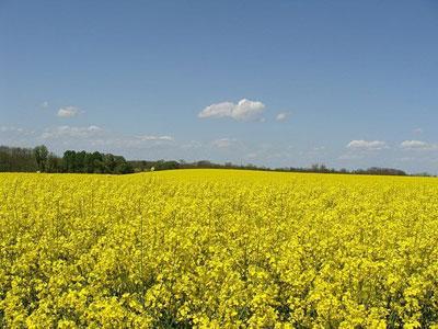 Okrugli stol o povećanju proizvodnje uljane repice