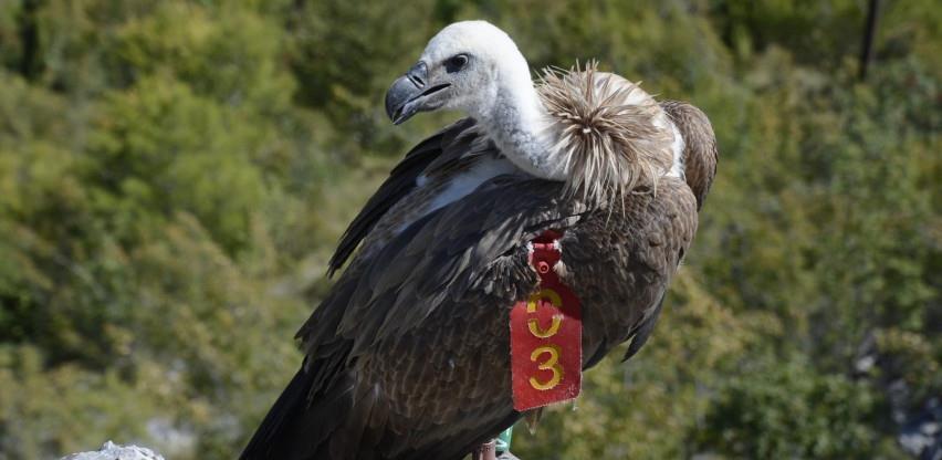 Uginuo Luka, posljednji bjeloglavi sup u BiH