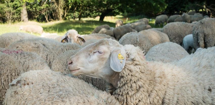 Zbog nedostatka ušnih markica mnogi poljoprivrednici neće dobiti poticaj