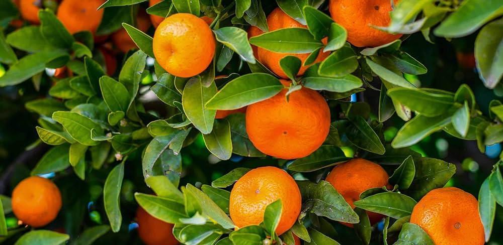 Mandarine