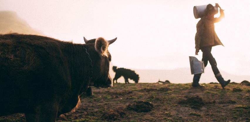 Proizvodnja mlijeka u BiH postaje sve modernija