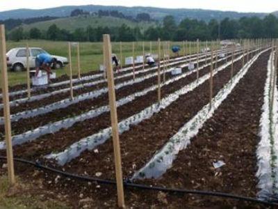 Općina Posušje oživljava zapuštene poljoprivredne površine